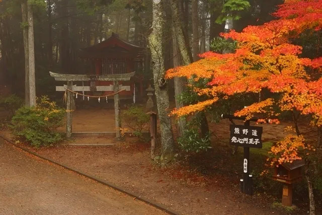 【紅葉・見ごろ】発心門王子_1