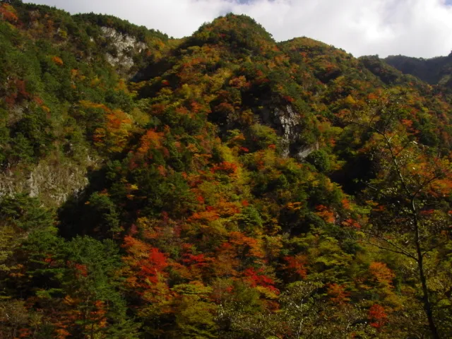 【紅葉・見ごろ】竜ヶ岳_1