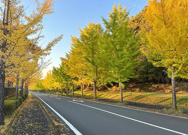【紅葉・見ごろ】グリーンランドみずほ_1