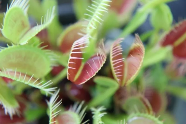 食虫植物の寄せ植え_1