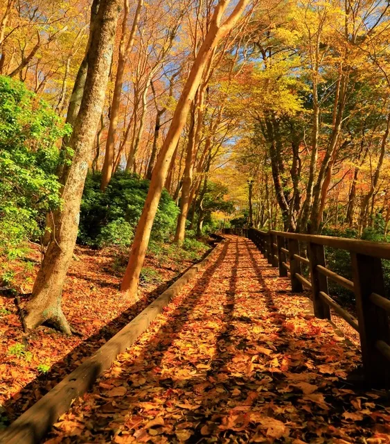 【紅葉・見ごろ】北総門山ヒメシャラの森_1