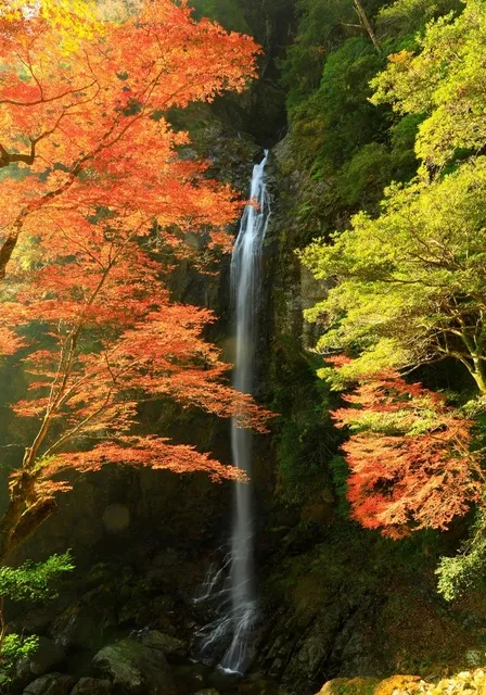 【紅葉・見ごろ】六十尋滝_1