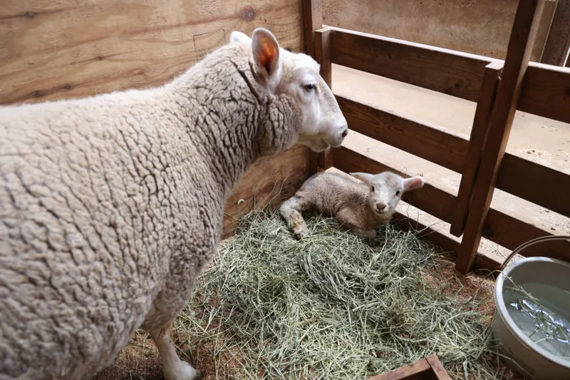 こひつじまつり【マザー牧場】