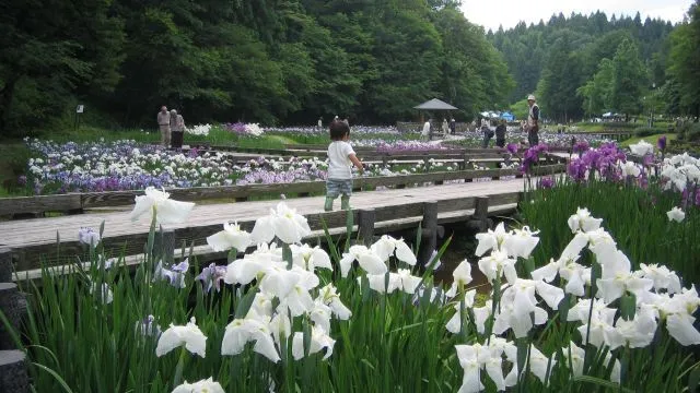 花菖蒲まつり_1