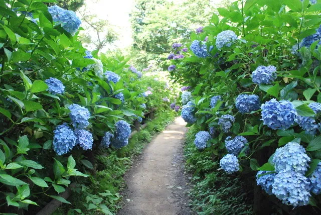 第47回護摩堂山湯田上温泉あじさいまつり_1