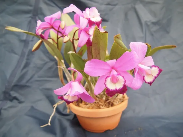 ミニカトレヤ　プロの栽培士による”らん”の植え替え教室_1