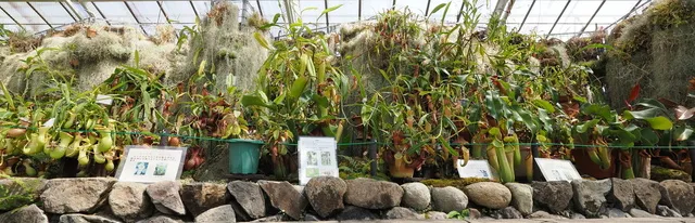 食虫植物特別展示_1
