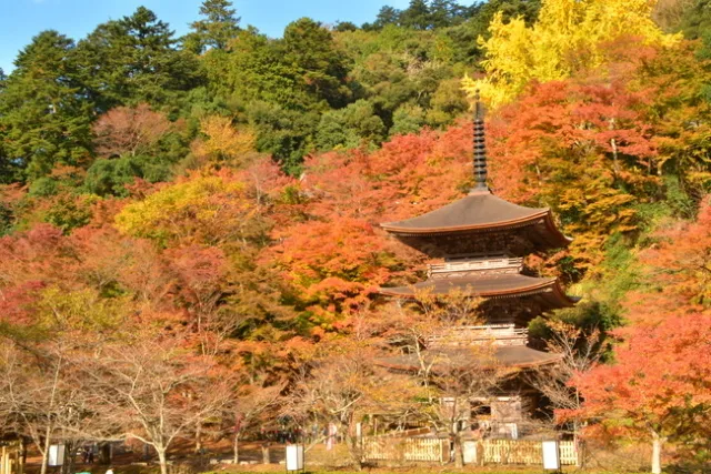 【紅葉・見ごろ】金剛院_1
