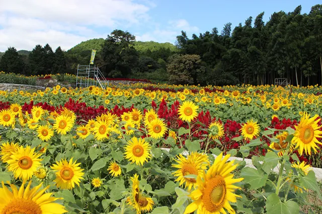 山田ひまわり園 秋に咲くひまわり_1