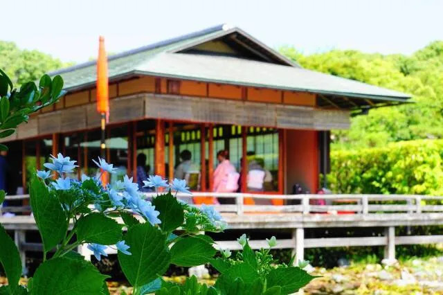 紫陽花茶会_1