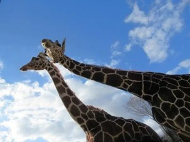 世界キリンの日イベント_1
