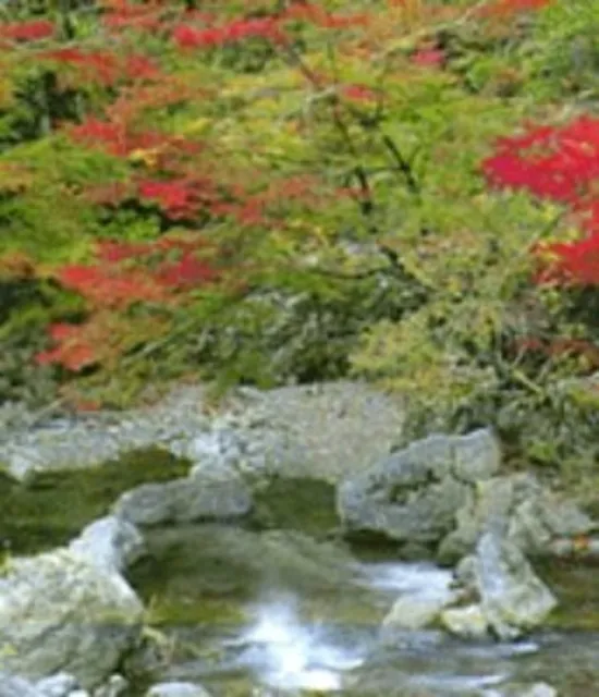 【紅葉・見ごろ】殿川内渓谷_1