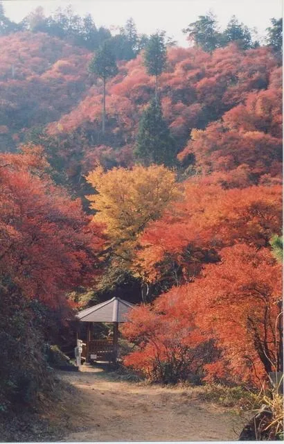 【紅葉・見ごろ】宮路山_1