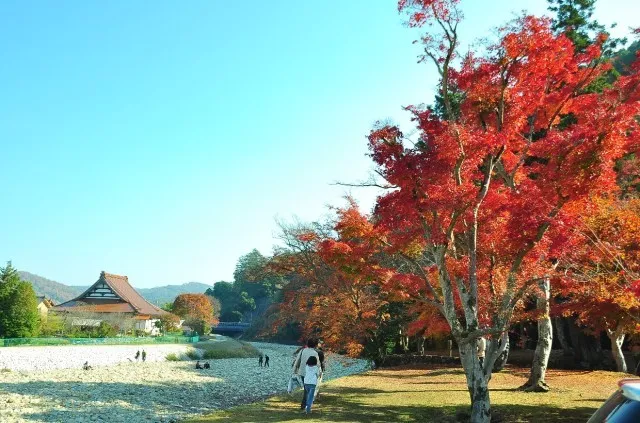 【紅葉・見ごろ】唯称庵跡のカエデ林_1