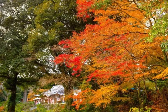 【紅葉・見ごろ】大聖寺_1
