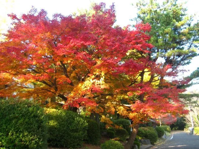 【紅葉・見ごろ】野岳湖公園_1