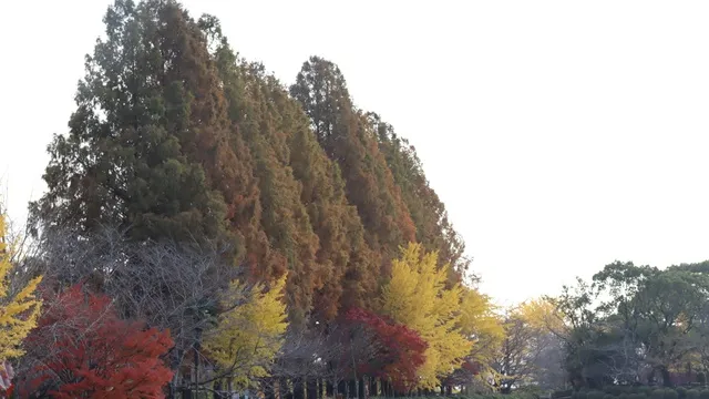 【紅葉・見ごろ】城山公園_1
