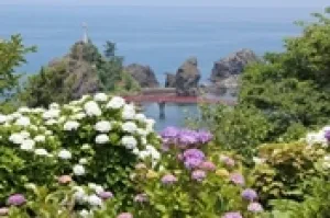 【あじさい・見ごろ】大王あじさい園_1