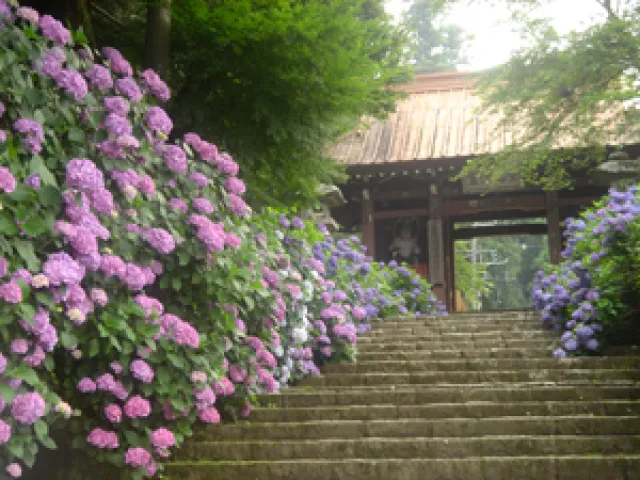 【あじさい・見ごろ】大雄山最乗寺（大雄山あじさい参道）_1
