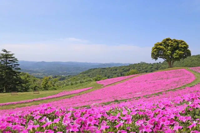 【花・見ごろ】マザー牧場　桃色吐息（ペチュニア）_1