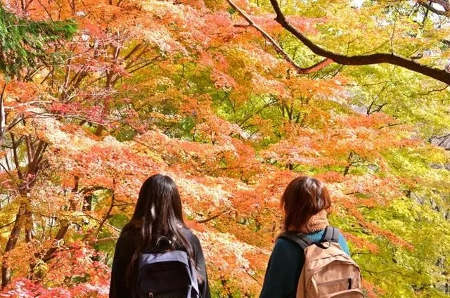 【紅葉・見ごろ】飯山白山森林公園_1