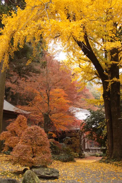 【紅葉・見ごろ】長安寺_1