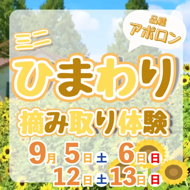 ミニひまわりの摘み取り体験_1