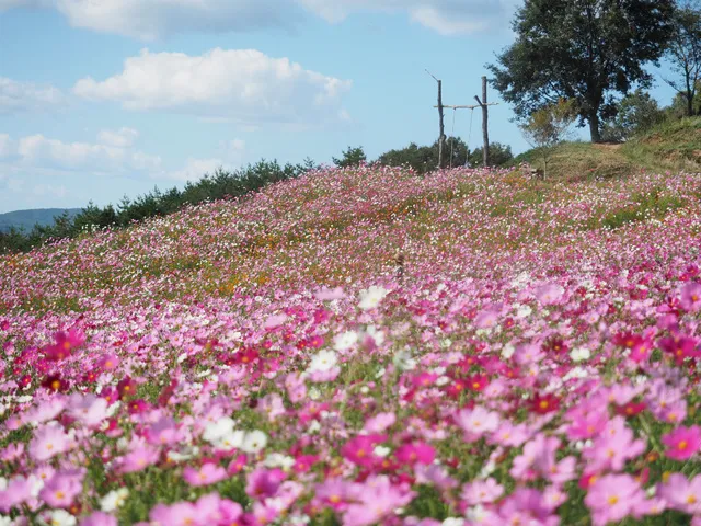 秋の花まつり_1