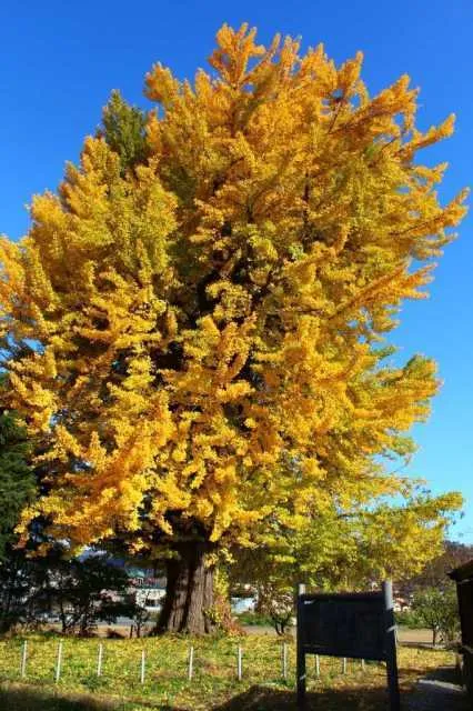 【紅葉・見ごろ】遍照寺の大イチョウ_1