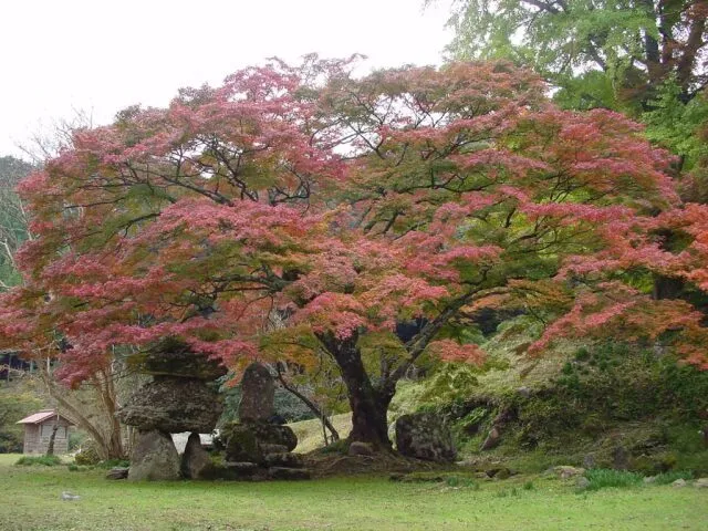 【紅葉・見ごろ】神上寺_1