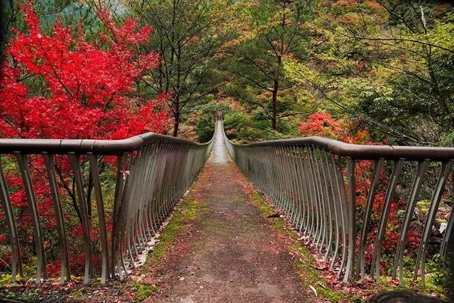 【紅葉・見ごろ】五家荘_1