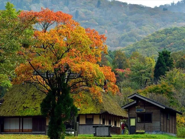 【紅葉・見ごろ】八幡高原_1