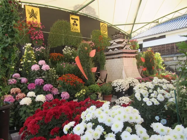 広島城大菊花展_1
