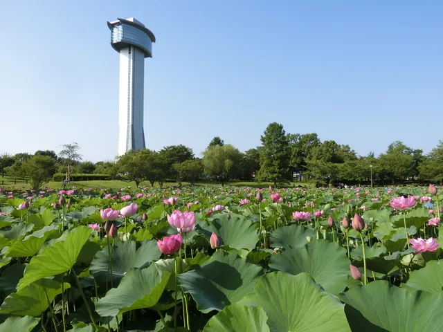 【花・見ごろ】古代蓮の里　蓮_1