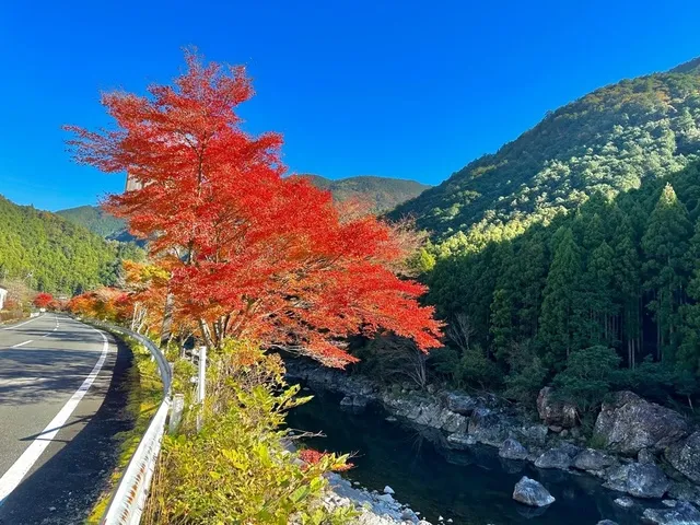 【紅葉・見ごろ】久豆の清流宮川沿いモミジ並木_1