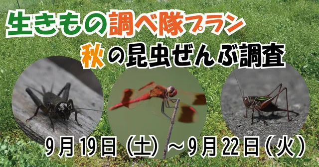 生きもの調べ隊プラン～秋の昆虫ぜんぶ調査～_1