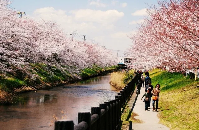【桜・見ごろ】矢那川・矢那川公園_1