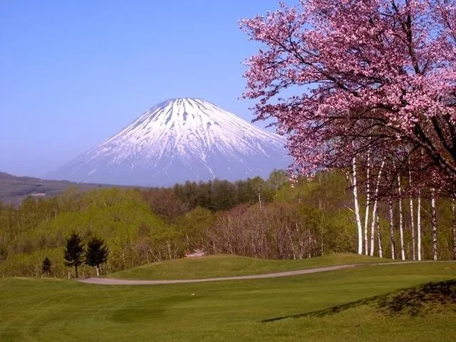 【桜・見ごろ】ルスツリゾートゴルフ72_1