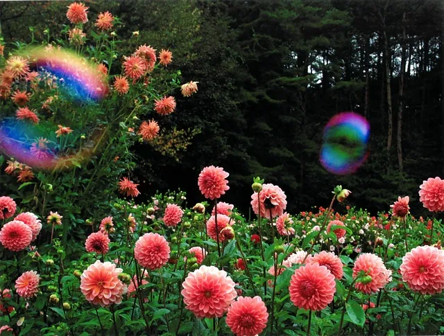 はなわのダリア祭り_1