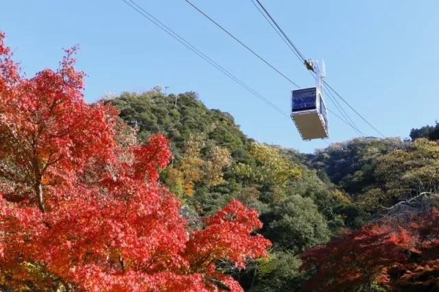 【紅葉・見ごろ】岐阜公園・金華山・岐阜城_1
