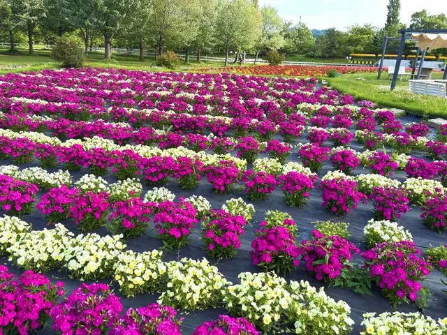 【花・見ごろ】滋賀農業公園ブルーメの丘　ナデシコ_1