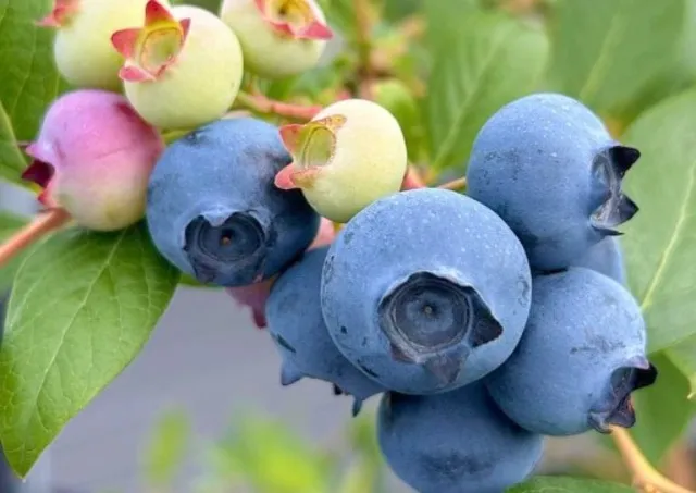 那賀川BLUEBERRY みき農園 ブルーベリー狩り_1