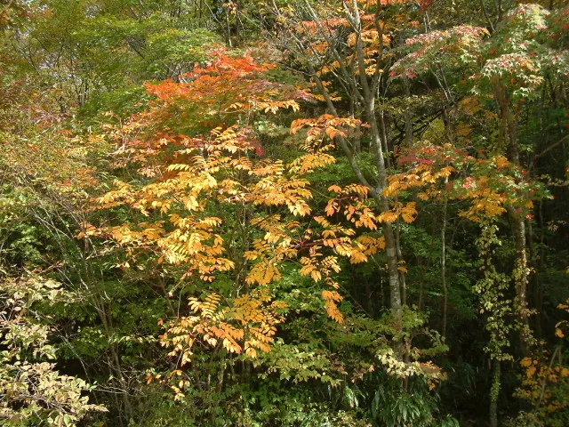 【紅葉・見ごろ】上岩戸_1
