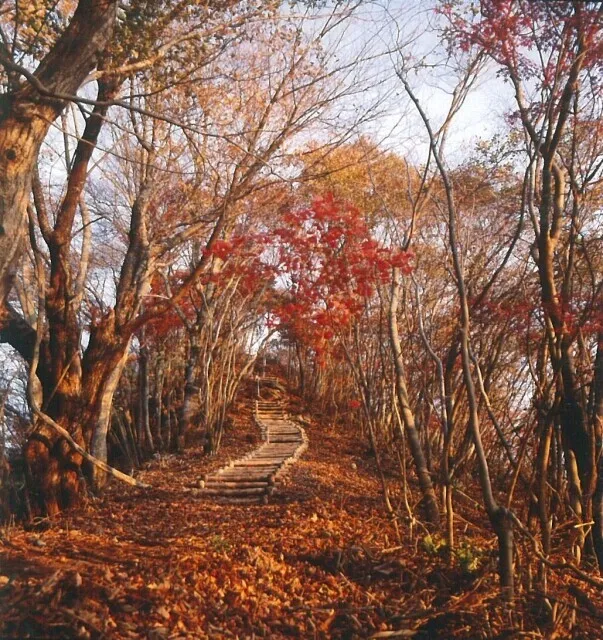 【紅葉・見ごろ】鎌倉岳遊歩道_1