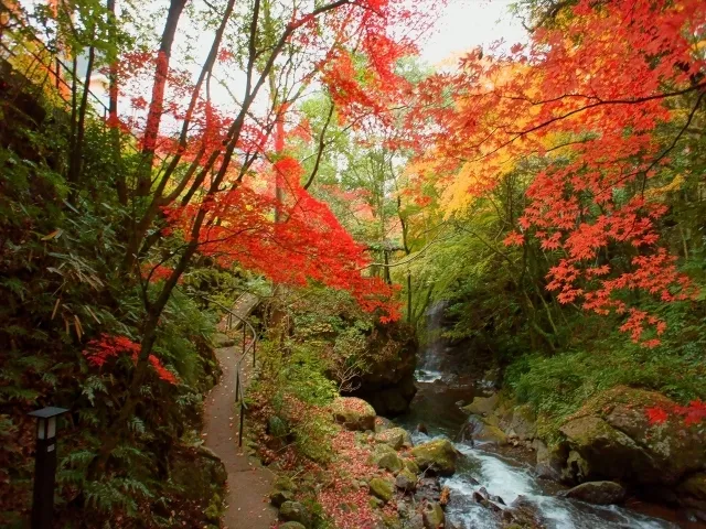 【紅葉・見ごろ】万葉公園_1