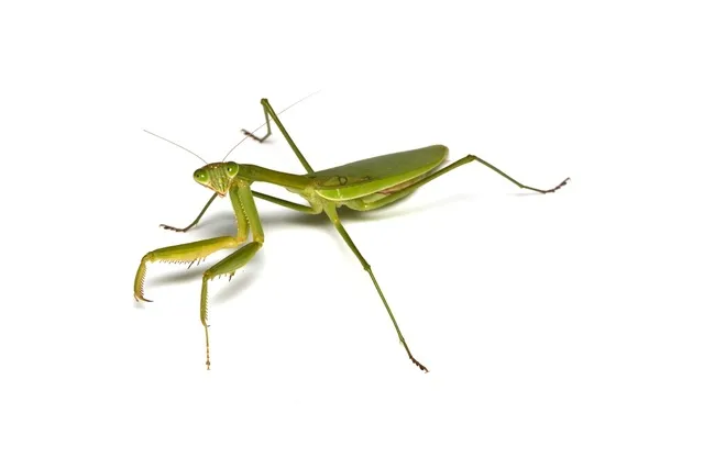 昆虫マニアック講座「カマキリ」