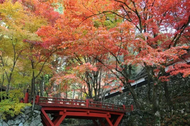 横蔵寺もみじまつり_1