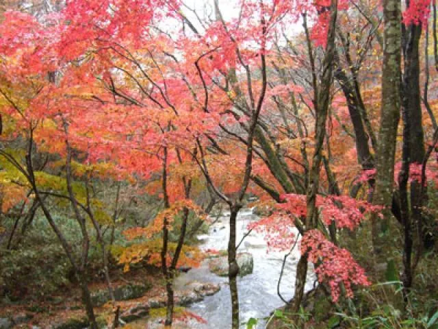【紅葉・見ごろ】鹿又川渓谷_1