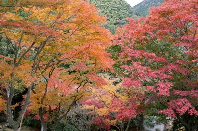 【紅葉・見ごろ】丸山公園_1