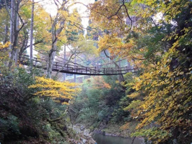 【紅葉・見ごろ】かずら橋周辺_1